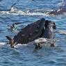 Megattera - Humpback whale (Megaptera novaeangliae)