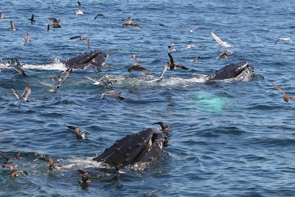 Megattera - Humpback whale (Megaptera novaeangliae)