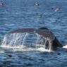 Megattera - Humpback whale (Megaptera novaeangliae)