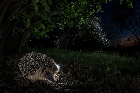 Riccio - European hedgehog