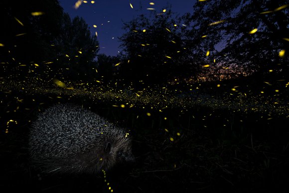 Riccio e lucciole - Edgehog and fireflies
