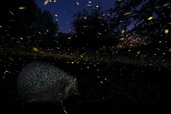 Riccio e lucciole - Edgehog and fireflies