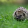 Riccio - European hedgehog (Erinaceus europaeus)