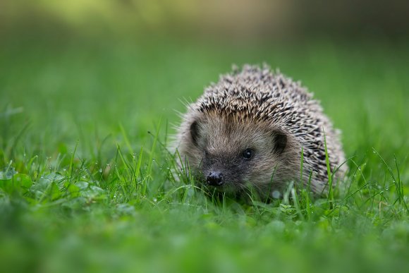 Riccio - European hedgehog (Erinaceus europaeus)