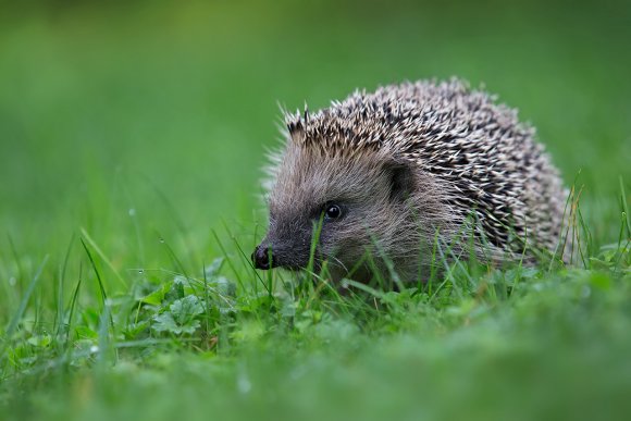 Riccio - European hedgehog (Erinaceus europaeus)