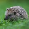 Riccio - European hedgehog (Erinaceus europaeus)