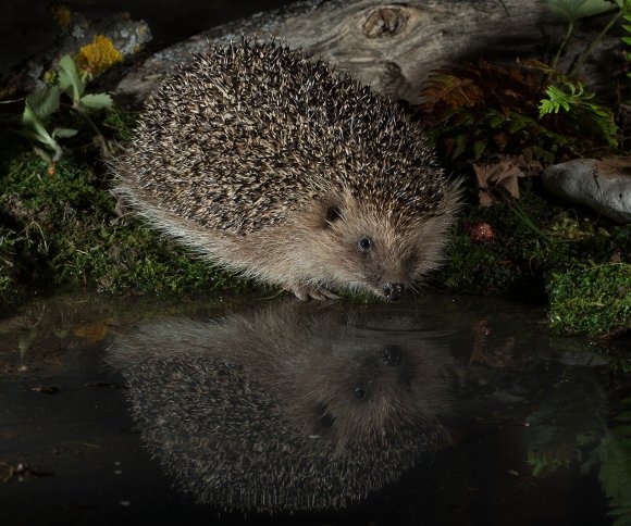 Riccio - European hedgehog (Erinaceus europaeus)