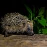 Riccio - European hedgehog (Erinaceus europaeus)