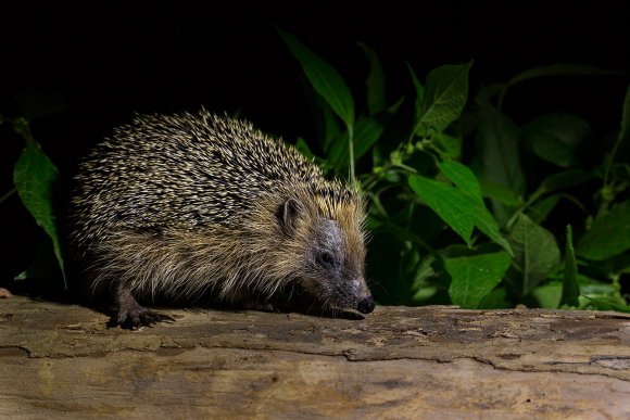 Riccio - European hedgehog (Erinaceus europaeus)