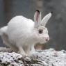 Lepre variabile - Mountain hare (Lepus timidus)