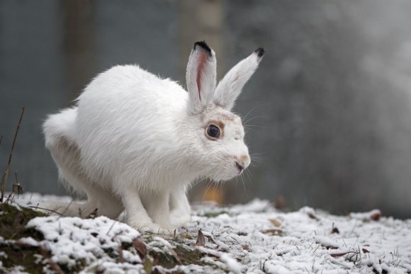 Lepre variabile - Mountain hare (Lepus timidus)