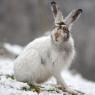 Lepre variabile - Mountain hare (Lepus timidus)