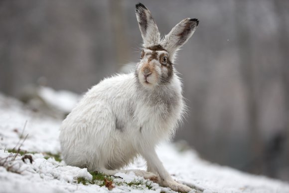 Lepre variabile - Mountain hare (Lepus timidus)