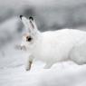 Lepre variabile - Mountain hare (Lepus timidus)