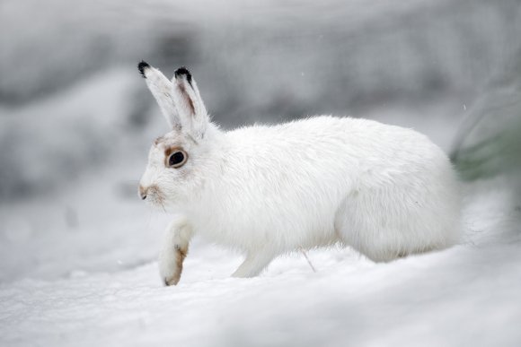 Lepre variabile - Mountain hare (Lepus timidus)