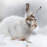 Lepre variabile - Mountain hare (Lepus timidus)