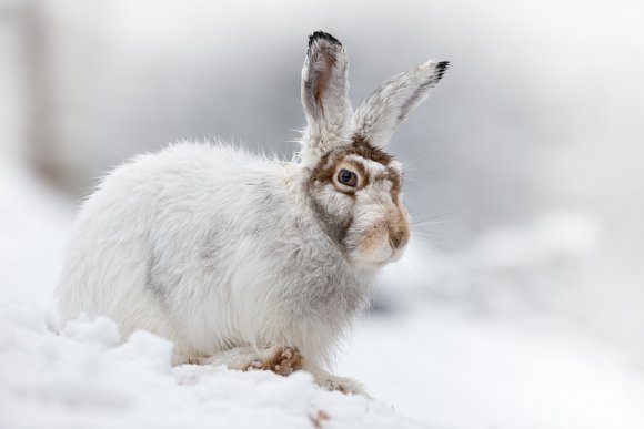 Lepre variabile - Mountain hare (Lepus timidus)