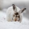 Lepre variabile - Mountain hare (Lepus timidus)