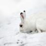 Lepre variabile - Mountain hare (Lepus timidus)