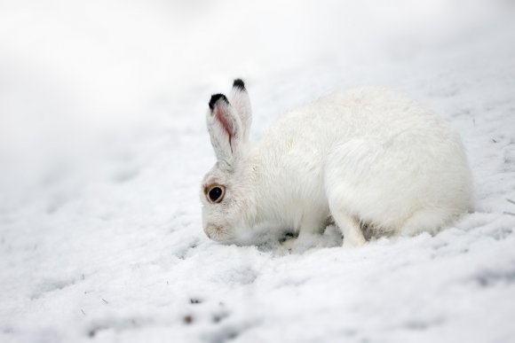 Lepre variabile - Mountain hare (Lepus timidus)