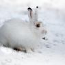 Lepre variabile - Mountain hare (Lepus timidus)