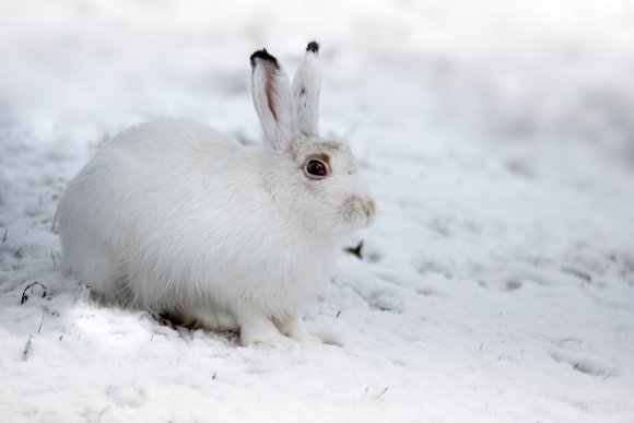Lepre variabile - Mountain hare (Lepus timidus)