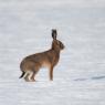 Lepre europea - European hare (Lepus europaeus)