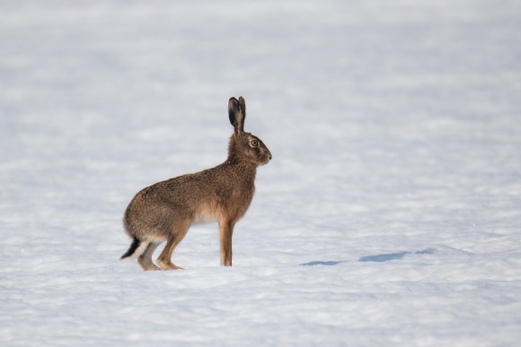 Lepre europea - European hare (Lepus europaeus)