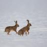 Lepre europea - European hare (Lepus europaeus)