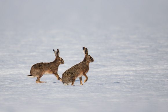 Lepre europea - European hare (Lepus europaeus)