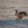 Lepre europea - European hare (Lepus europaeus)