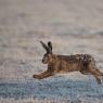 Lepre europea - European hare (Lepus europaeus)