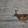 Lepre europea - European hare (Lepus europaeus)