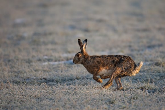 Lepre europea - European hare (Lepus europaeus)