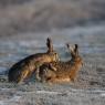 Lepre europea - European hare (Lepus europaeus)