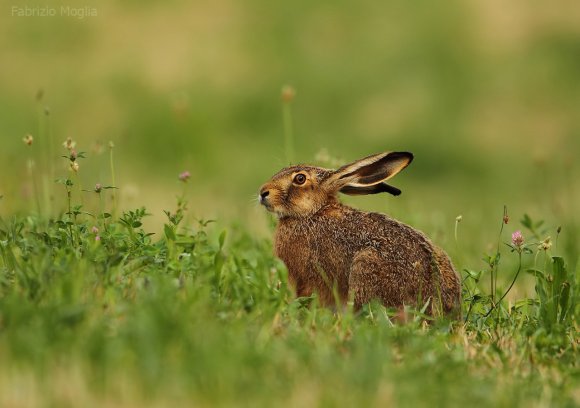 Lepre europea - European hare (Lepus europaeus)