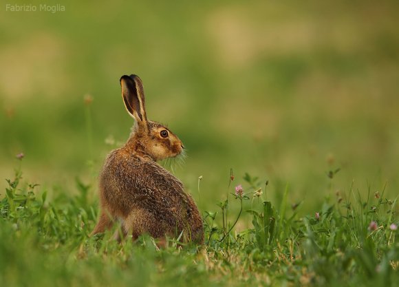 Lepre europea - European hare (Lepus europaeus)