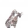 Zebra fight