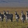 Zebra - Plains zebra (Equus quagga)