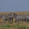 Zebra - Plains zebra (Equus quagga)