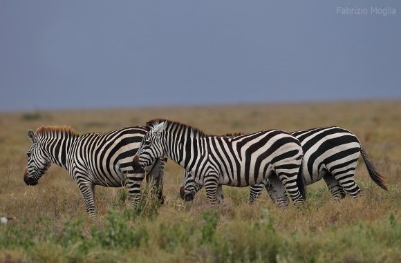 Zebra - Plains zebra (Equus quagga)