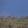 Zebra - Plains zebra (Equus quagga)