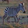 Zebra - Plains zebra (Equus quagga)