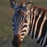 Zebra - Plains zebra (Equus quagga)