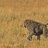 Babbuino giallo - Yellow baboon (Papio cynocephalus)