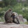 Babbuino giallo - Yellow baboon (Papio cynocephalus)