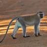 Cercopiteco del diadema - Diademed monkey (Cercopithecus mitis)