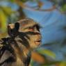 Cercopiteco del diadema - Diademed monkey (Cercopithecus mitis)