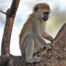 Cercopiteco verde - Vervet monkey (Chlorocebus pygerythrus)