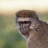 Cercopiteco verde - Vervet monkey (Chlorocebus pygerythrus)